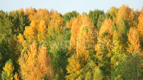 秋天森林里的树视频的预览图