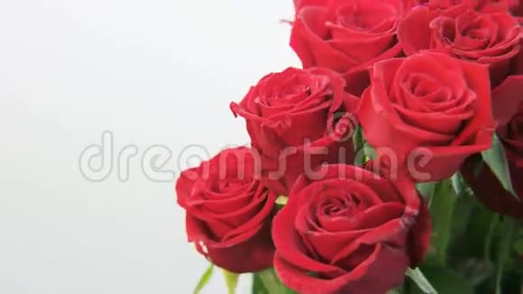 红玫瑰在白色背景上旋转视频的预览图