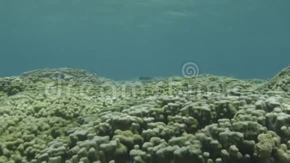 珊瑚礁在水下视频的预览图