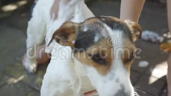 女人洗澡的小狗视频的预览图
