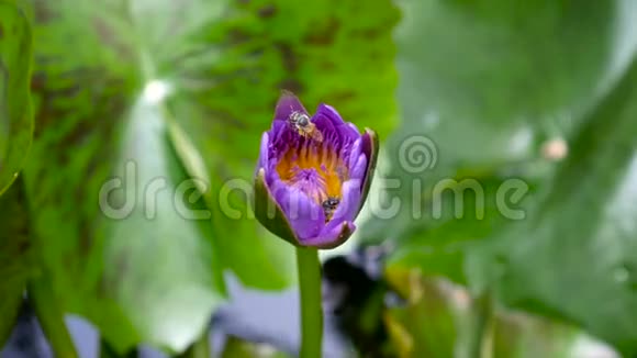在泰国的一个荷塘捕获的盛开的紫色睡莲深处蜂飞收集花粉莲花流视频的预览图