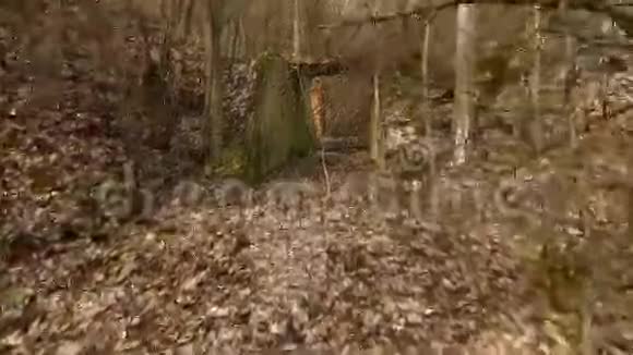 森林中废弃的老建筑视频的预览图