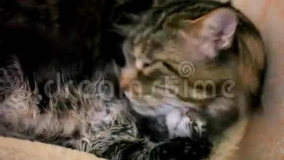 小猫和大猫的吻和舔在一起视频的预览图