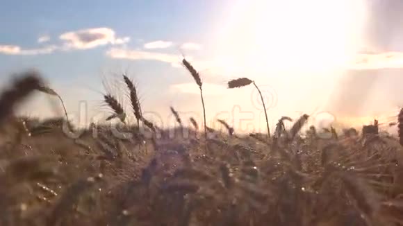 明亮的太阳背景下的田野视频的预览图