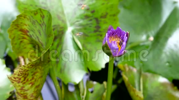 在泰国的一个荷塘捕获的盛开的紫色睡莲深处蜂飞收集花粉莲花流视频的预览图