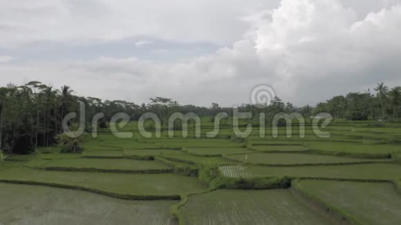 巴厘岛4K试飞绿色稻田视频的预览图