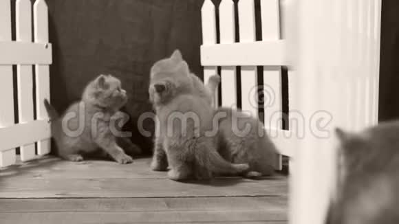 英国小猫在一个小院子里玩耍白色的篱笆视频的预览图