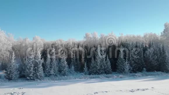 一片美丽的冬霜森林那里的树木都是白色的霜冻视频的预览图