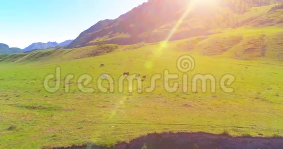 在草地上飞过野马群春山野自然自由生态概念视频的预览图