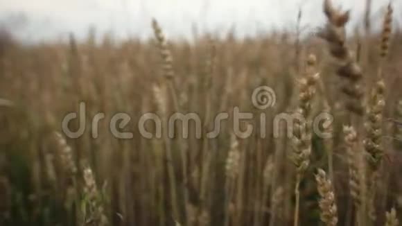 把小麦收起来视频的预览图