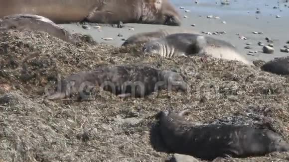海滩上的海狮视频的预览图