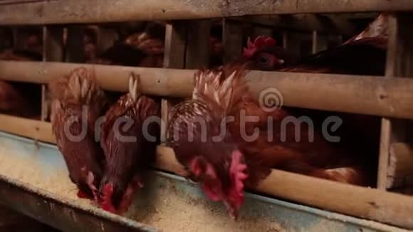 鸡场里的鸡笼里鸡蛋农场视频的预览图
