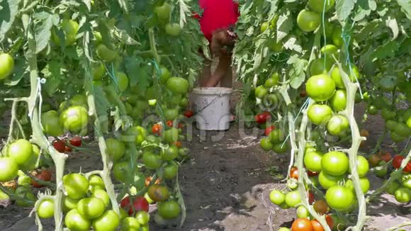 在温室里采摘有机西红柿视频的预览图