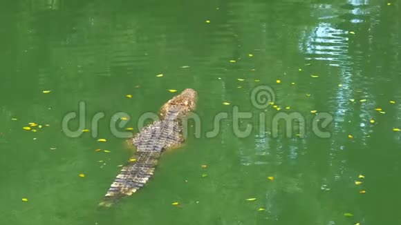 鳄鱼游泳在绿色沼泽水中泥泞的沼泽河泰国亚洲视频的预览图