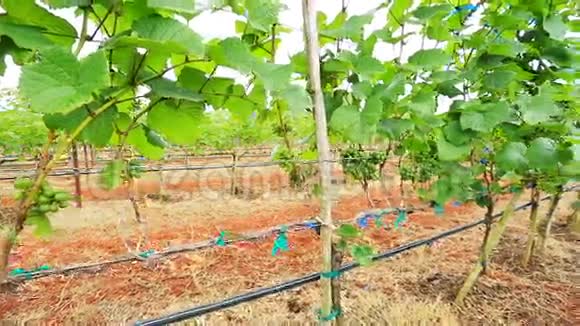 泰国鸟瞰葡萄花园植物视频的预览图