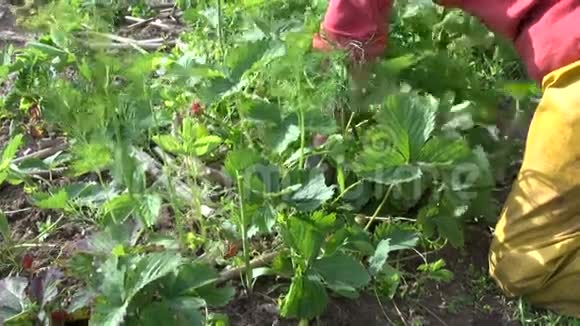 农民妇女除草草莓植物季节性农村工程视频的预览图