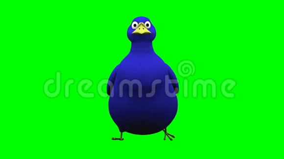 走蓝鸟在绿屏上的不同视图循环动画视频的预览图