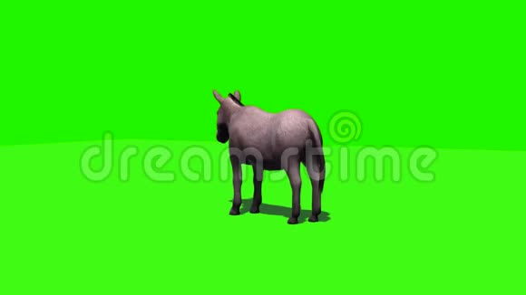 驴子闲着带着阴影绿色的屏幕视频的预览图