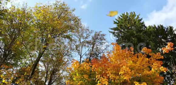秋天五彩缤纷的秋叶橙红色视频的预览图
