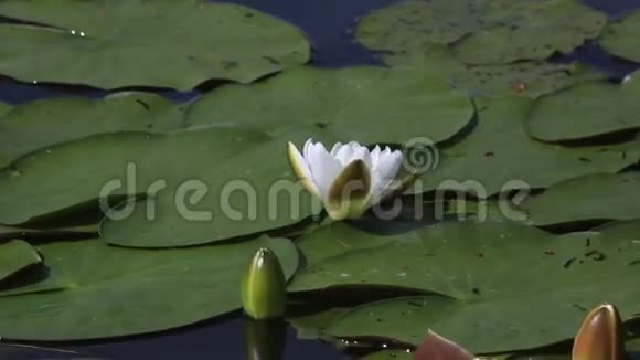 曼哲罗克湖上美丽的睡莲视频的预览图