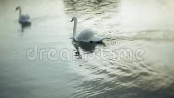 白色天鹅在水面上视频的预览图