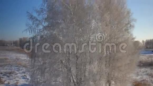 冬季乡村公园有雪的树木视频的预览图