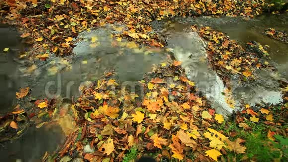 秋天森林里的小溪全高清机动滑块1080便士视频的预览图