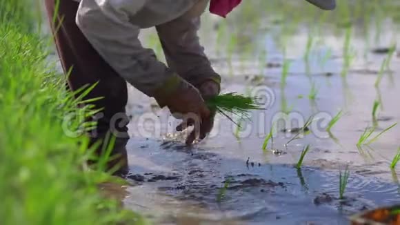 两个未定义的妇女在一个大田野上种植水稻幼苗周围是棕榈树水稻种植理念旅费视频的预览图