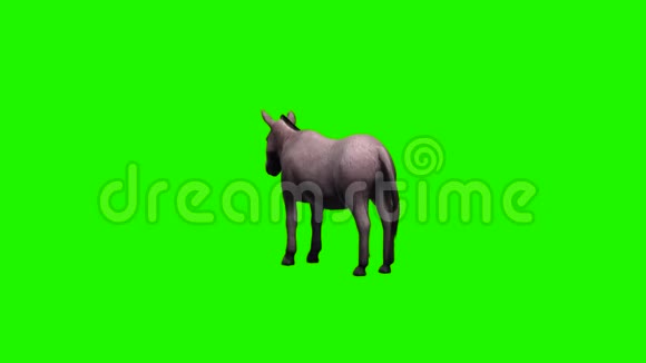 驴子闲着没有阴影绿色的屏幕视频的预览图