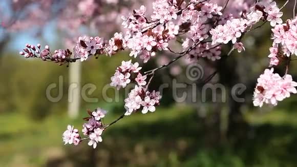 春天盛开的粉红色樱花在风中摇曳视频的预览图
