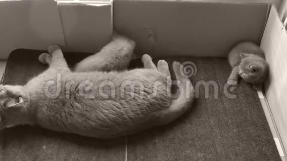 英国小猫在门垫上玩耍视频的预览图