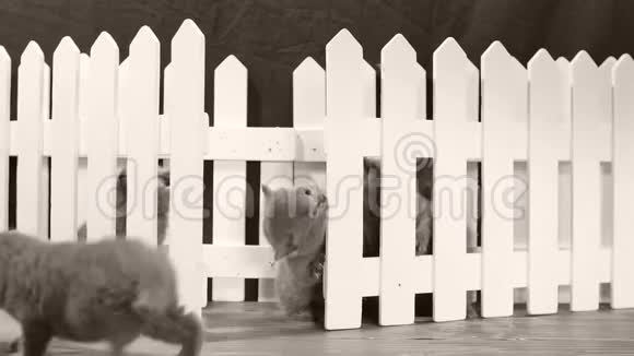 英国小猫在一个小院子里玩耍白色的篱笆视频的预览图
