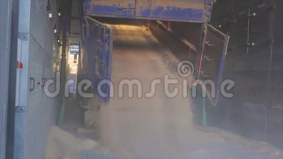 从卡车上卸下小麦把小麦卸到仓库慢洗粮食卸载视频的预览图