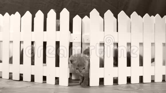 英国肖泰蓝小猫白色栅栏视频的预览图
