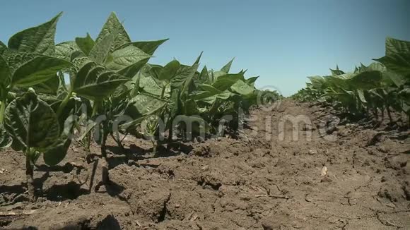 种植有机绿豆视频的预览图