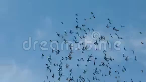 赛鸽鸟在蓝天的映衬下飞翔视频的预览图