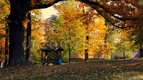 秋天在公园里视频的预览图