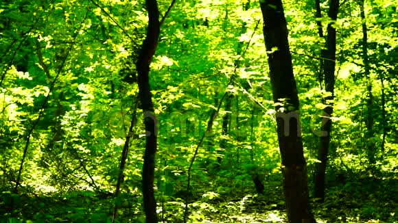 阳光明媚的森林中的树木潘视频的预览图