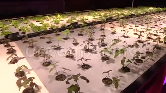 在特殊灯具下用水培植物生长视频的预览图