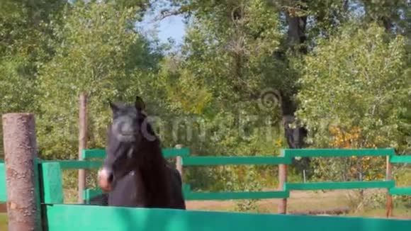 年轻的种马优雅的纯种马黑暗淹死的马在鸟舍里奔跑动物护理夏季概念视频的预览图