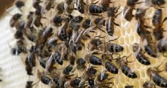 欧洲蜂蜜蜜蜂意大利蜜蜂雷上蜜蜂阿尔维鲁斯蜜蜂诺曼底实时4K视频的预览图