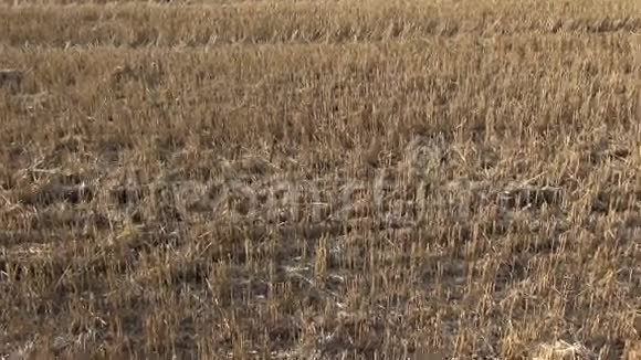 收割后的麦茬农田视频的预览图