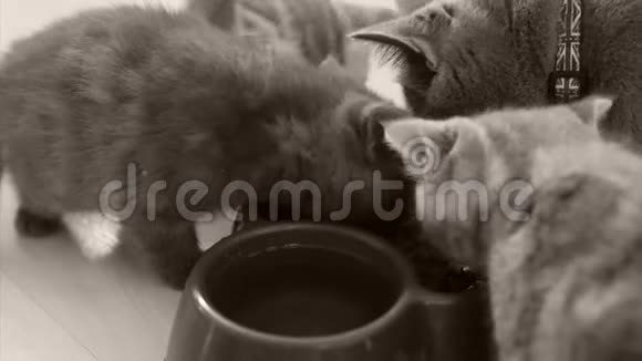 小猫从碗里吃宠物食物视频的预览图