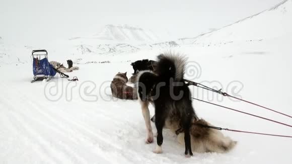 雪橇狗队马拉穆特哈士奇爱斯基摩人在北极休息视频的预览图