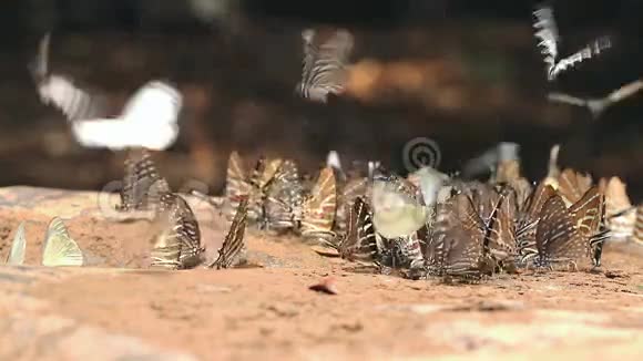 大自然中的一群蝴蝶视频的预览图