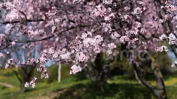 春天盛开的粉红色樱花在风中摇曳视频的预览图