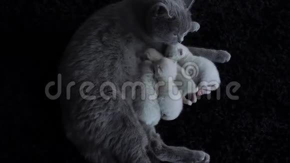 给她的新生小猫喂食黑色背景视频的预览图