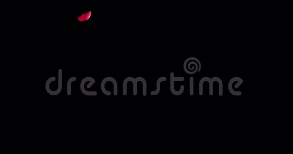 红紫彩玫瑰色黑色背景阿尔法通道冰霜爱情情人节喜庆视频的预览图