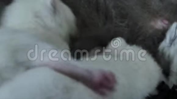 给她的新生小猫喂食黑色背景视频的预览图