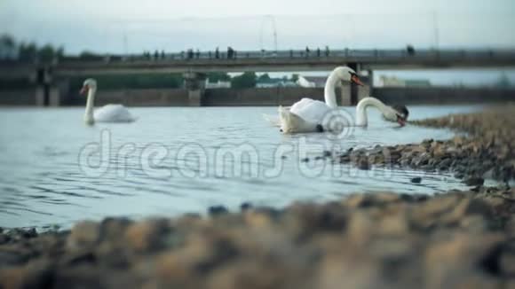白色天鹅在水面上视频的预览图